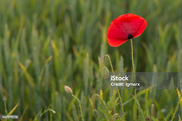 Poppy Field Stock Photo - Download Image Now - 2015, Agriculture, Backgrounds