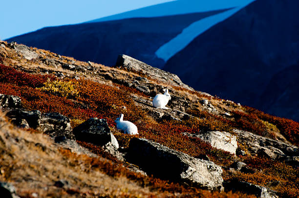 istock Arctic Hares - Greenland 467919290