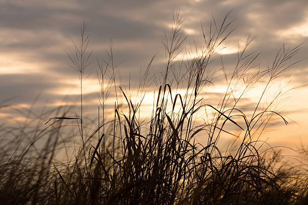istock Golden Sunrise 467919460