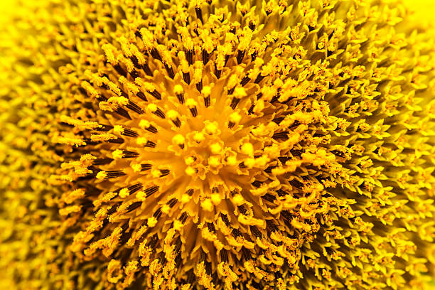 istock Sunflowers in Lopburi, Thailand 467920479