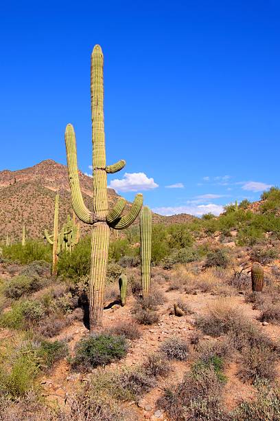 istock Arizona desert view with giant saguaro cactus 467920893