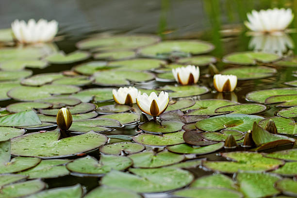 istock water lily on the pond 467921617