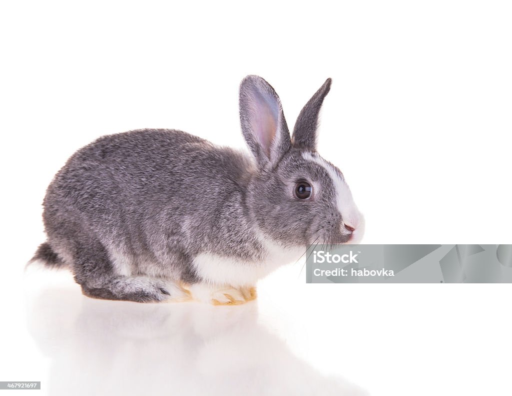 Easter rabbit Easter baby rabbit, close-up portrait on a white background Animal Stock Photo