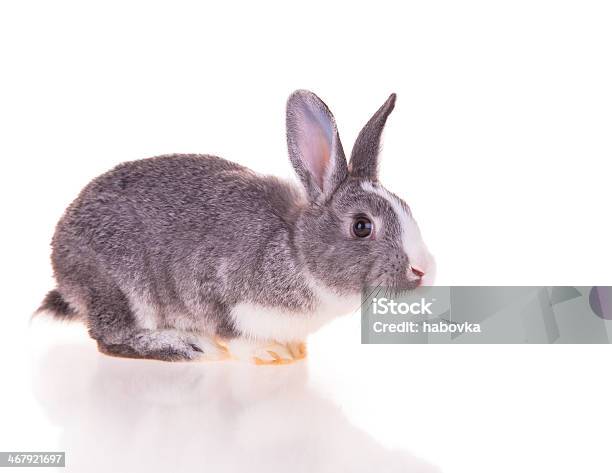 Easter Rabbit Stock Photo - Download Image Now - Animal, Animal Body Part, Animal Ear