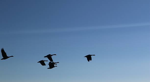 istock Goose family flying home. 467921746