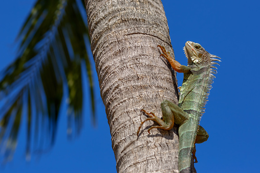 Green Iguana on a palm tree trunk, Key West, Florida, USA