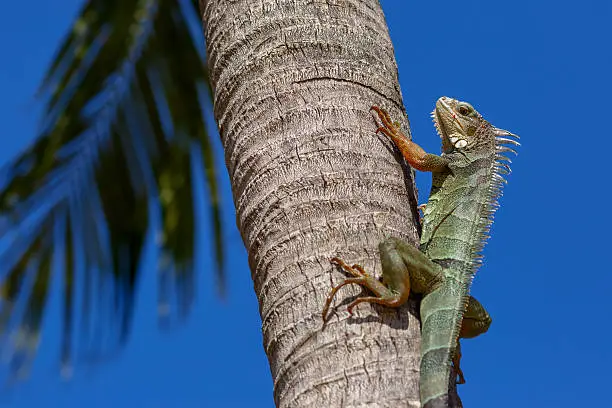 Photo of Green Iguana on a palm tree trunk