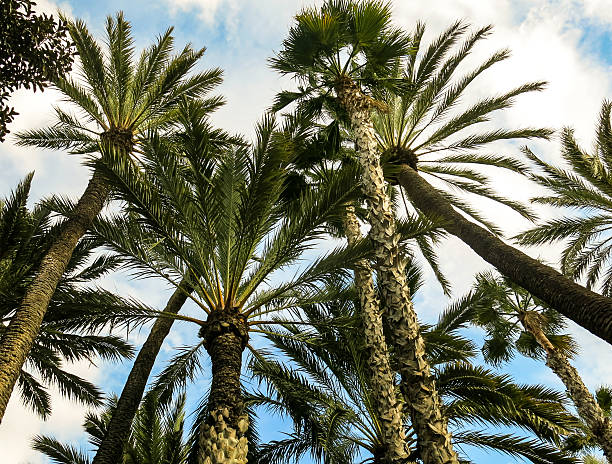 Palm tree garden from below - Elche, Spain stock photo