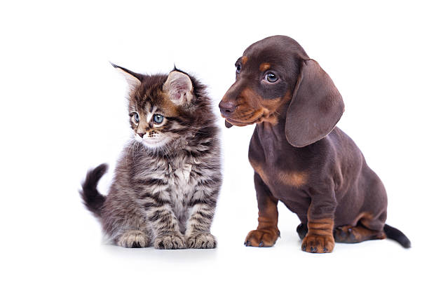 istock dachshund puppy and kitten 467922302