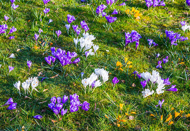 istock crocus is one of the first spring flowers 467923416