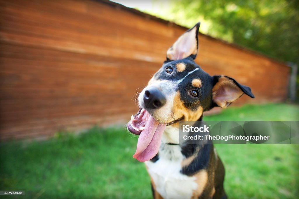Silly Dog Tilts Head in Front of Barn Curious and Happy Tricolor Dog with Tongue out Dog Stock Photo