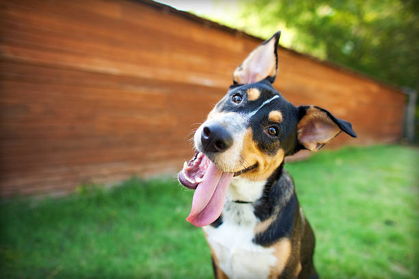 Silly Dog Tilts Head in Front of Barn Curious and Happy Tricolor Dog with Tongue out curiosity photos stock pictures, royalty-free photos & images