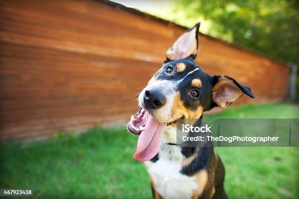 Silly Dog Tilts Head In Front Of Barn Stock Photo - Download Image Now - Dog, Happiness, Pets