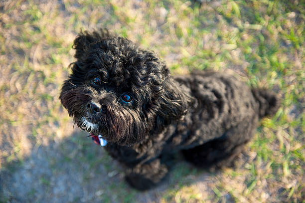 istock Black puppy sitting on the grass 467923632