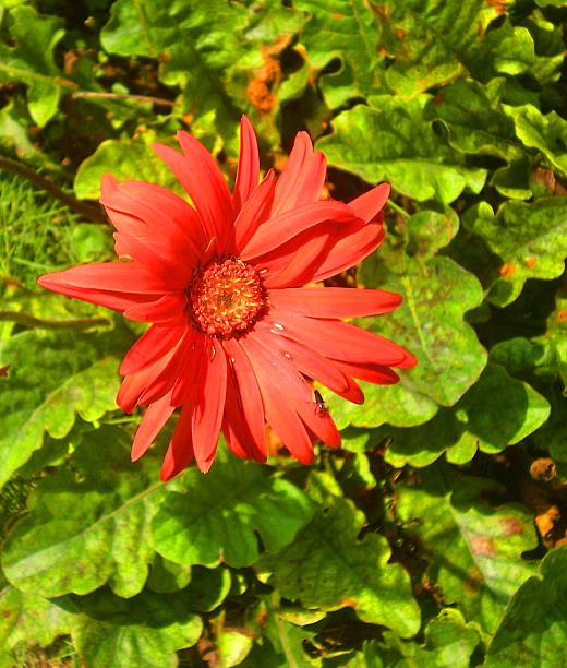 flor de hibiscus (rojo) - endosperm fotografías e imágenes de stock