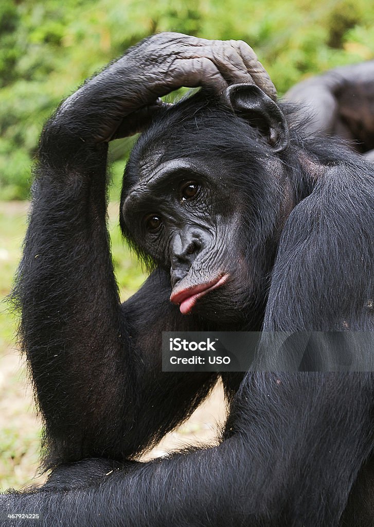Bonobo (Pan paniscus) portrait. Sad chimpanzee bonobo ( Pan paniscus)   portrait. At a short distance, close up. The bonobo ( Pan paniscus)  formerly called the pygmy chimpanzee Bonobo Stock Photo