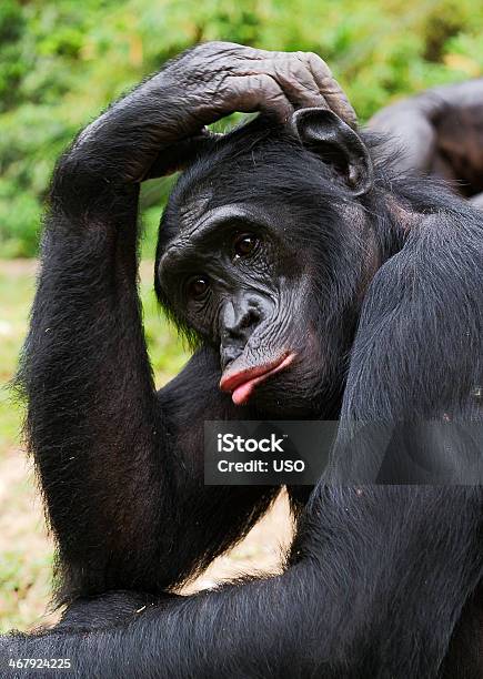 Bonobo Portrait Stock Photo - Download Image Now - Bonobo, Africa, Animal