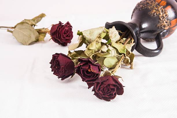 suche różowe kwiaty - dry leaves audio zdjęcia i obrazy z banku zdjęć
