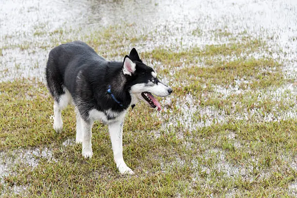 syberian husky  playing in a flooded dogpark