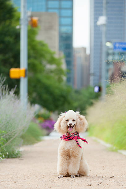 istock Poodle Standing in Downtown City Park 467924598