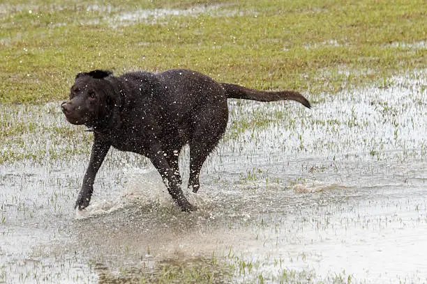 chocolate lab playing in a flooded dogpark -