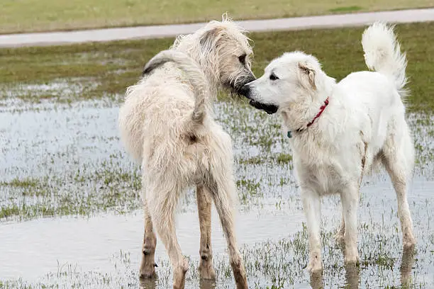 Irish Wolfhound and Great Pyrenees playing in a flooded dogpark