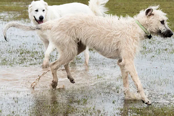 Irish Wolfhound playing in a flooded dogpark