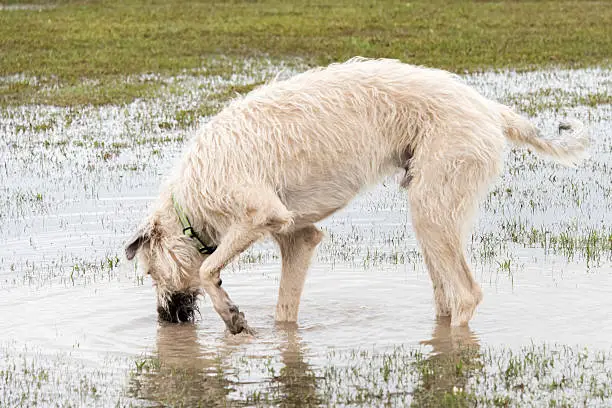 Irish Wolfhound playing in a flooded dogpark