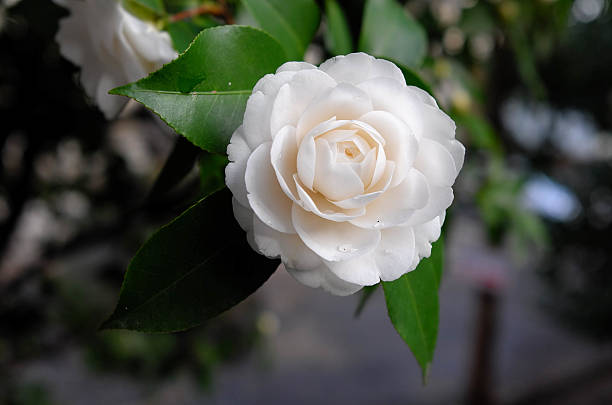 kamelia japonica (theacaeae), otome, różowy perfekcja - camellia day nobody single flower zdjęcia i obrazy z banku zdjęć