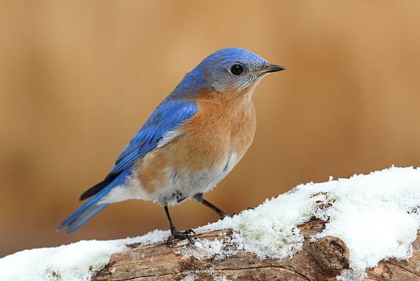 istock Male Eastern Bluebird in Snow 467926052