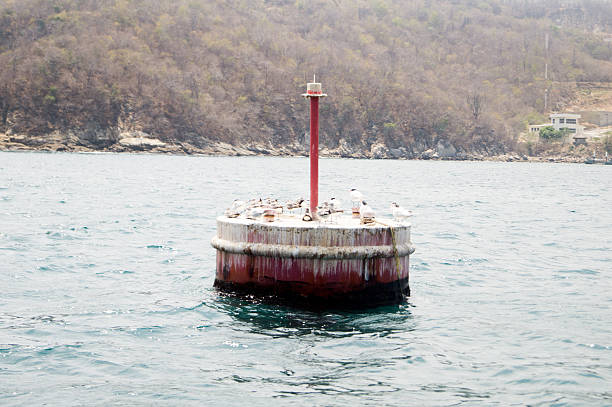 tocino buoy con gaviotas posición elevada en santa cruz huatulco puerto. - commercial dock pier reef rock fotografías e imágenes de stock