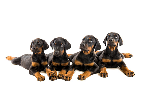 four doberman pinscher puppies isolated on white background