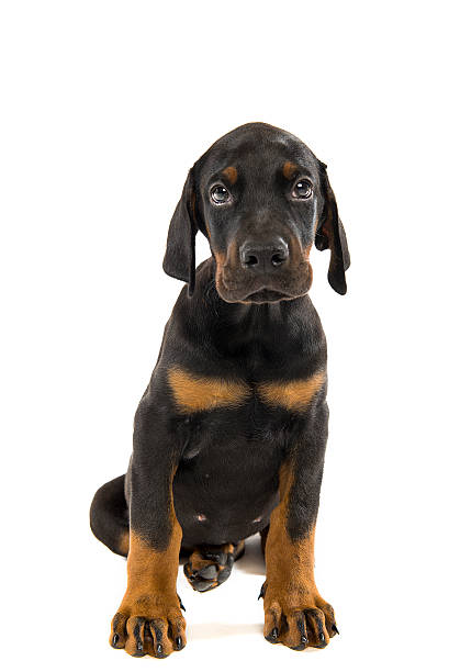 istock Puppy of doberman pinscher 467927672