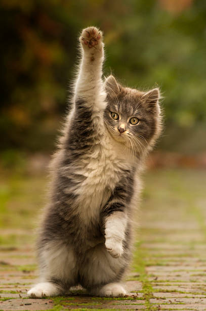istock cat paw puppy with cute 467927687