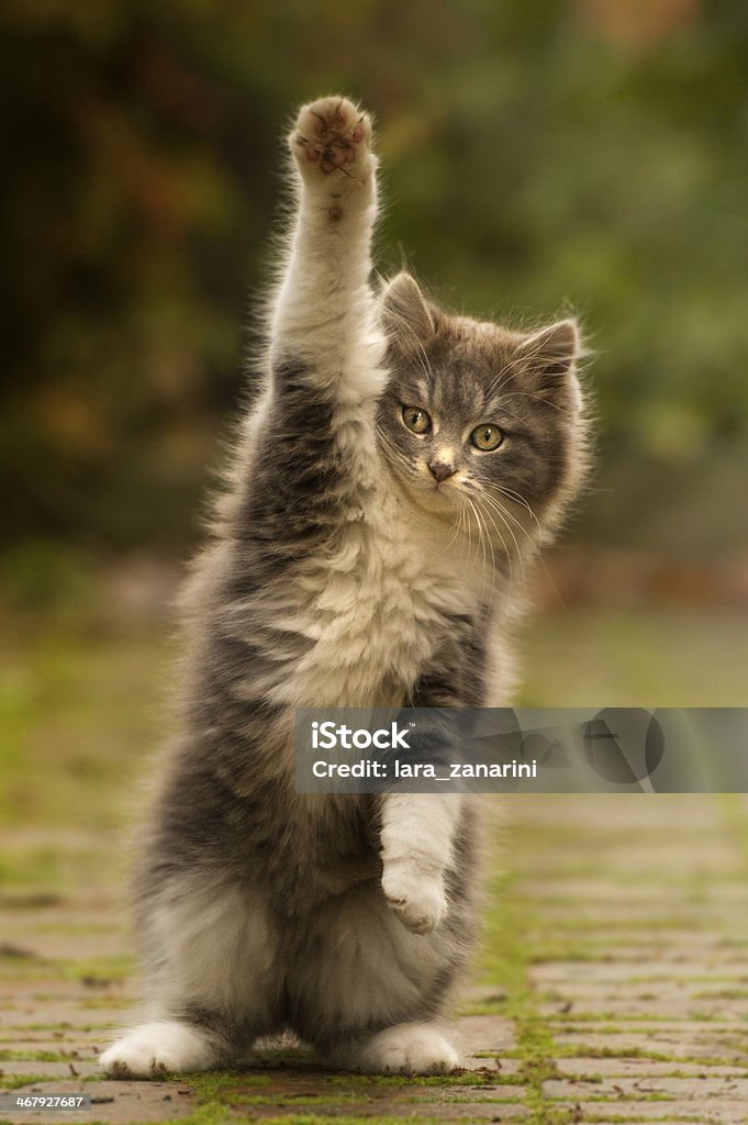 cat paw puppy with cute Domestic Cat Stock Photo