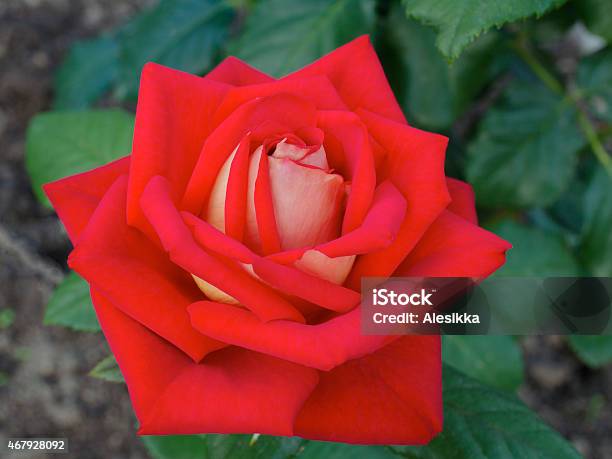 Red Rose Stock Photo - Download Image Now - 2015, Beauty, Bouquet