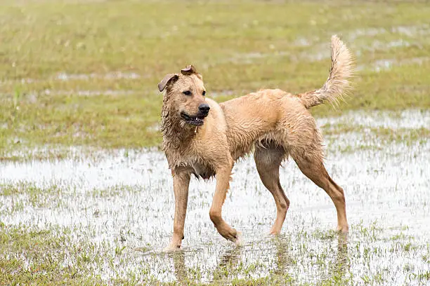 dogs playing in a flooded dogpark