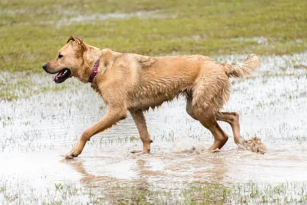 dogs playing in a flooded dogpark