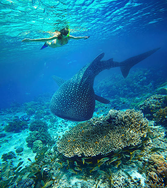 Young woman snorkeling with whale shark. Young woman snorkeling underwater looks at a large whale shark. Philippines cebu province stock pictures, royalty-free photos & images