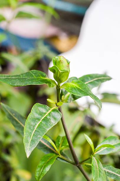 istock Hop Headed Barleria flower 467932530