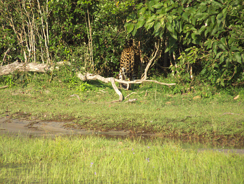 A Sri Lankan Leopard, Panthera Pardus Kotiya, enters the jungle near a lake.