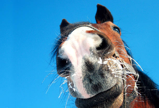 Funny Horse make smiling face