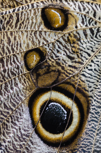 istock Detail Caligo Memnon 467933115