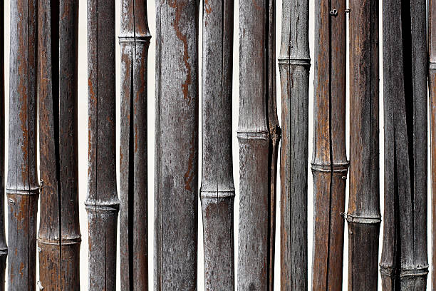 бамбук стены - bamboo shoot bamboo zen like striped bamboo стоковые фото и изображения