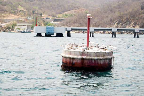 tocino buoy con gaviotas posición elevada en santa cruz huatulco puerto. - commercial dock pier reef rock fotografías e imágenes de stock