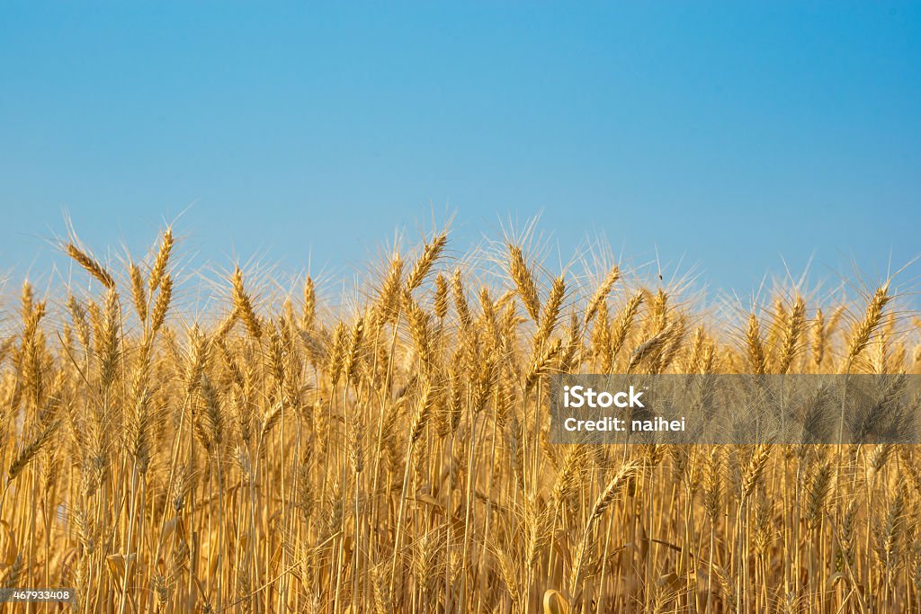 wheat field with clear blue sky background. wheat field before harvesting season with clear blue sky background. 2015 Stock Photo