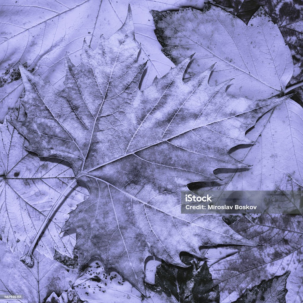 Hi-Res Dry Feuille d'érable isolé sur fond de feuillage d'automne violet - Photo de Automne libre de droits
