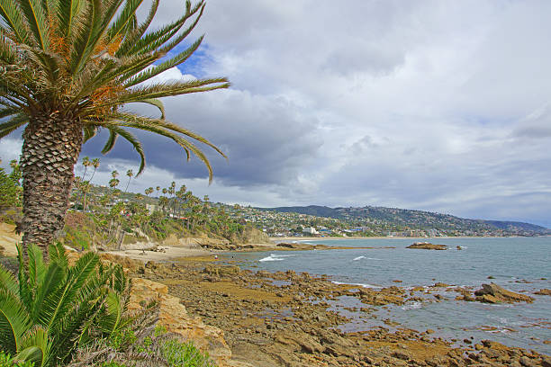 istock Laguna Beach California Shore Palm Tree 467935196