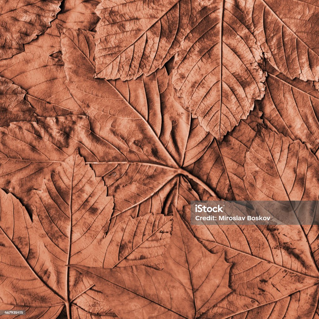 Feuilles d'érable sec en automne Fallen Monochrome Fond marron - Photo de Automne libre de droits