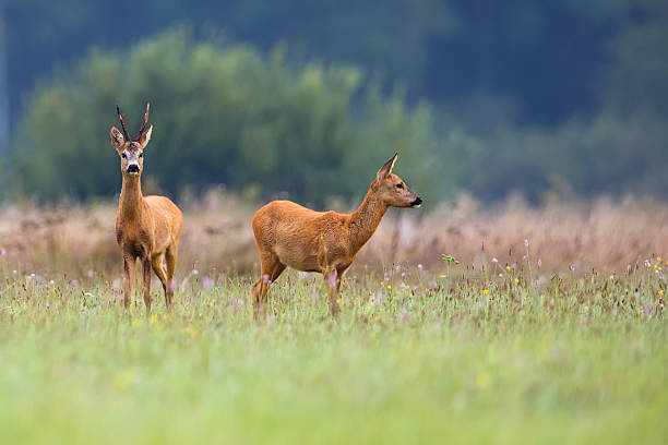 istock Buck deer with roe-deer in a clearing 467935936